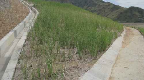 护坡的软工程手段