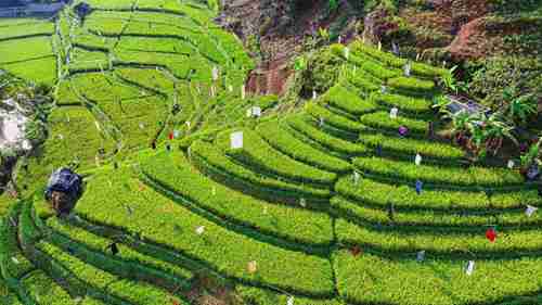 梯田及其重要性
