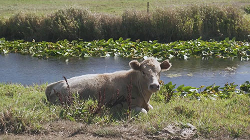 修复温特胡的湿地