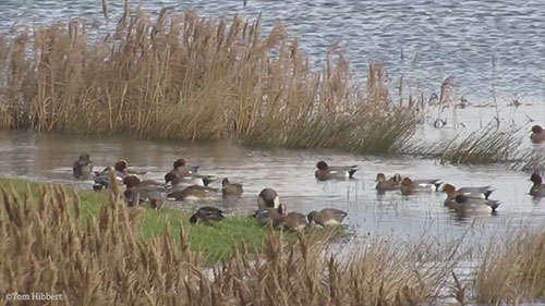 欧盟湿地修复计划