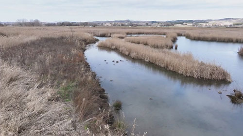 修复湿地抵御气候变化