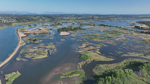 蓝苍鹭湿地修复