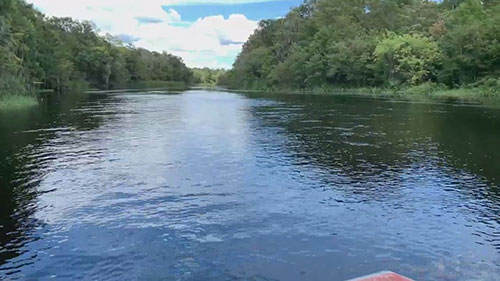 入侵植物管理技巧