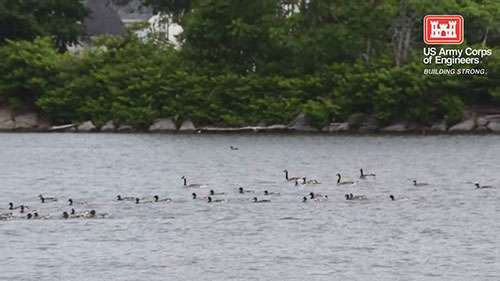 清理入侵水生植物