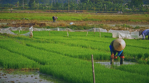 清理世界上最“毒”的湖