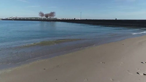 清除五大湖的入侵植物