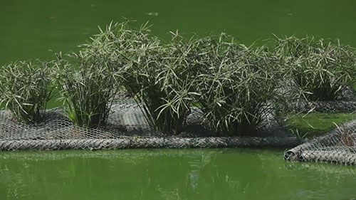 使用生态浮床治理湖泊