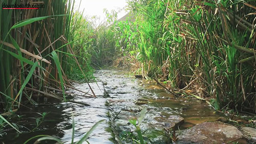 如何治理德里南部最大的水体