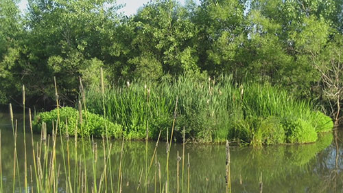 生态浮床的工作原理