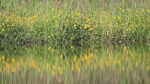 河流与湖泊的联动治理