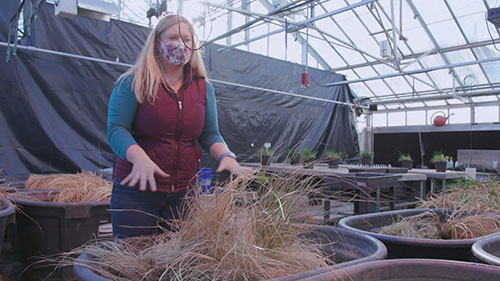 湿地对于提高水质的作用