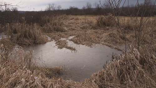 湿地如何净化水