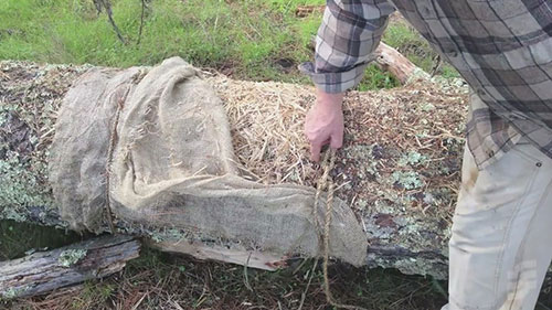 一袋蘑菇如何清理受污染水域