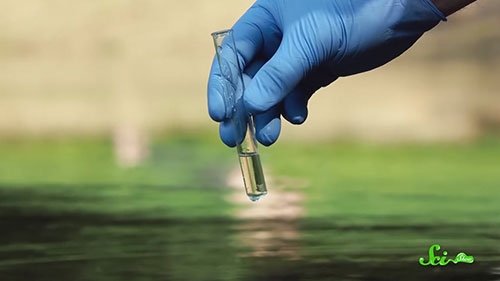 7种清理有毒废物的生物