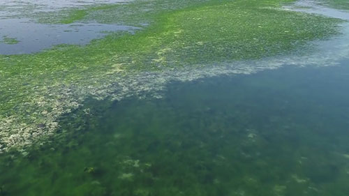 了解水体富营养化