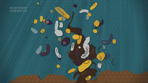 微生物能清理石油污染吗