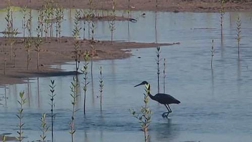 修复佛罗里达州的沿海湿地