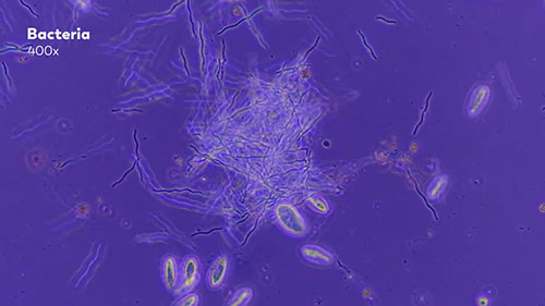微生物清洁废水