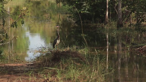 布兰特水库的生态