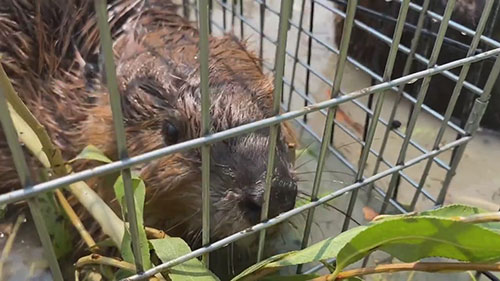 海狸与河流修复