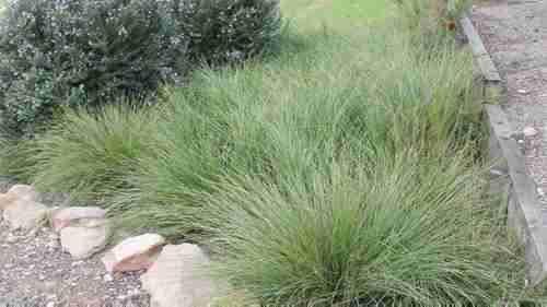 最能控制土壤侵蚀的植物