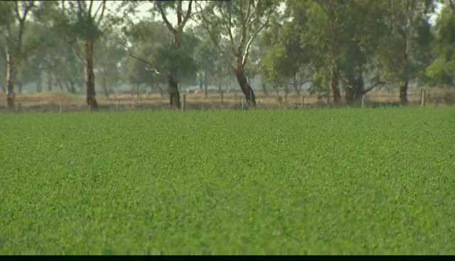 农田的地下滴灌技术