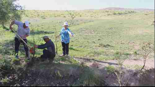 种植树木防治坡地土壤侵蚀