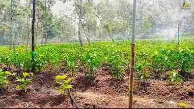 微灌技术在智利农场的应用