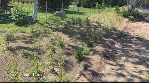 用生物工程法修复水岸