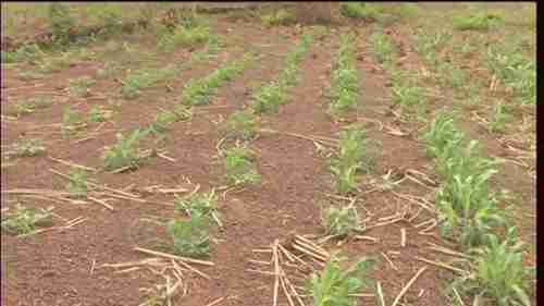 非洲的ZAI种植技术