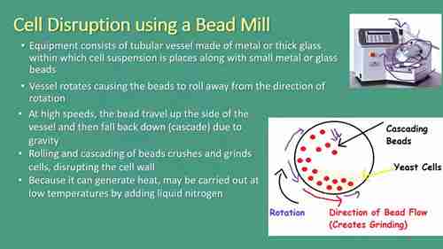 细胞破碎的物理方法