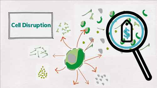 高压匀浆破碎法