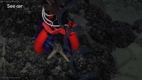 仿生柔性机器人