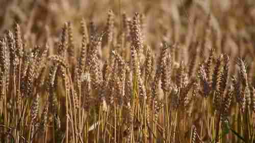 风力涡轮机是如何发电的