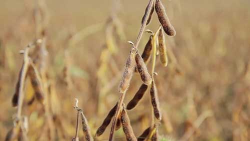 太阳能制生物柴油 