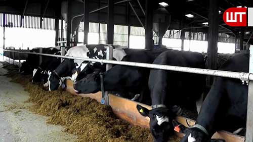 奶酪的工业化生产过程