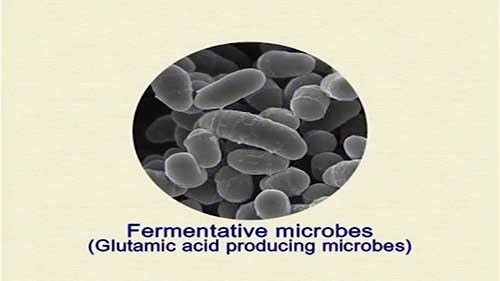 味精的生产工艺