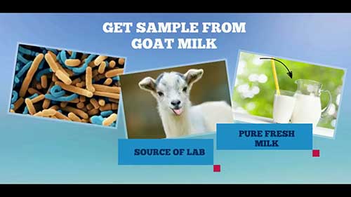 乳品中乳酸菌的分离纯化