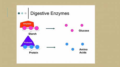 蛋白酶的生产过程1
