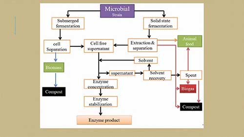 蛋白酶的生产过程2