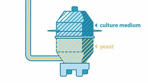 酵母的生产过程