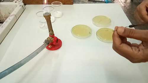 乳酸菌的分离与鉴定1