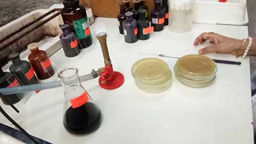 乳酸菌的分离与鉴定2