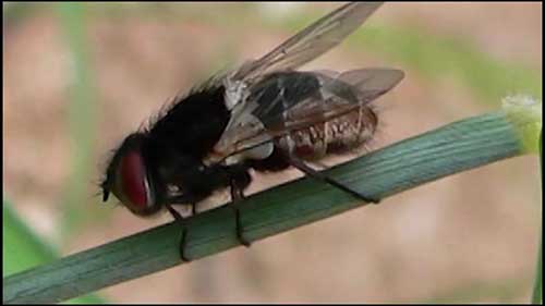 HACCP体系：预防物理性污染