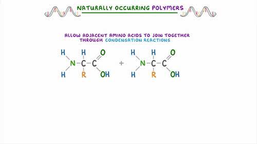 多肽，DNA和碳水化合物