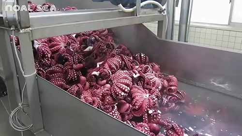 章鱼、牡蛎工厂加工过程