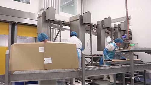 海鱼加工流水线