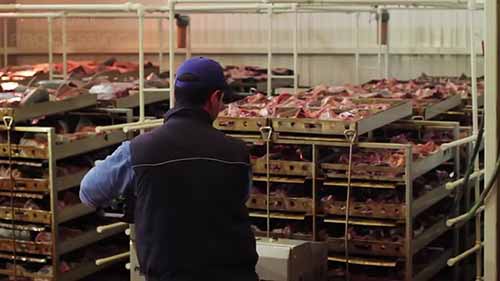 金枪鱼罐头加工过程