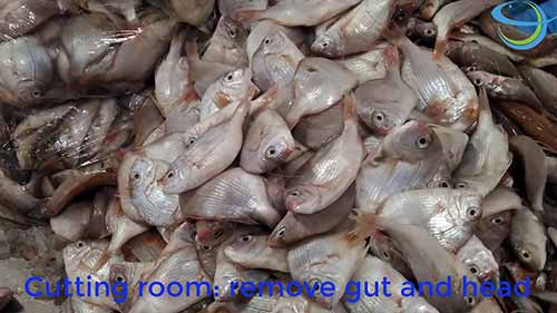 鱼糜的加工过程