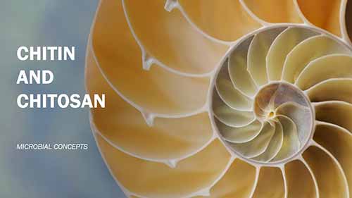 甲壳素和壳聚糖